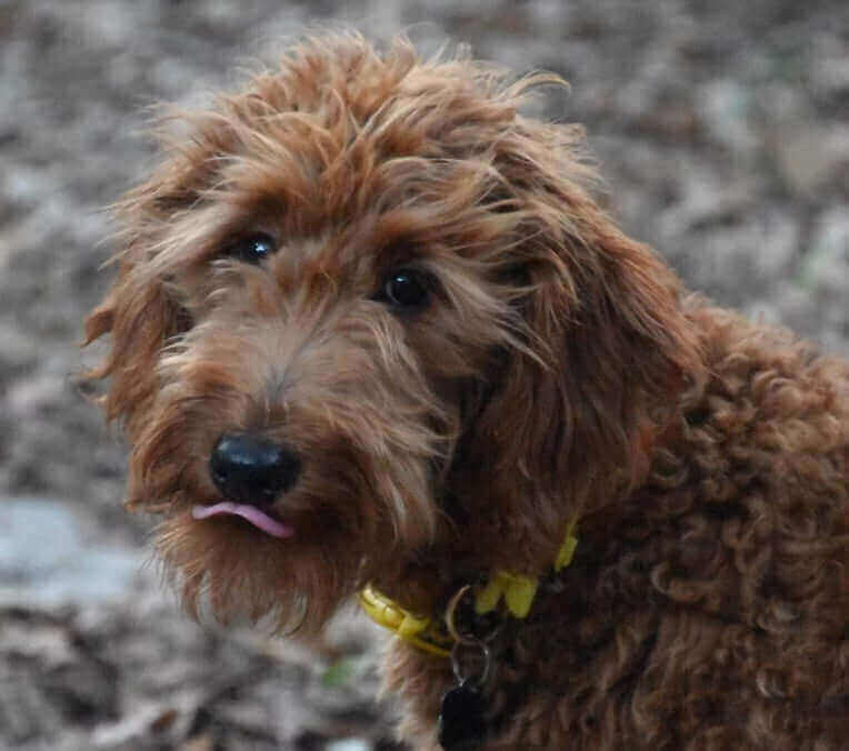 Top Mixed Breed Dogs