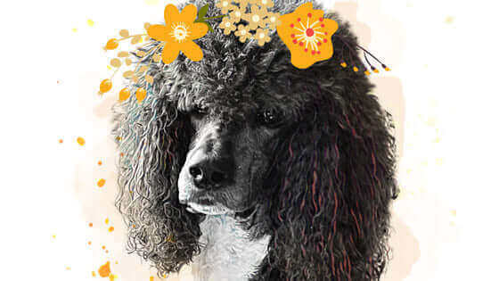 Pawstruck Pet of the Month - Mar '24