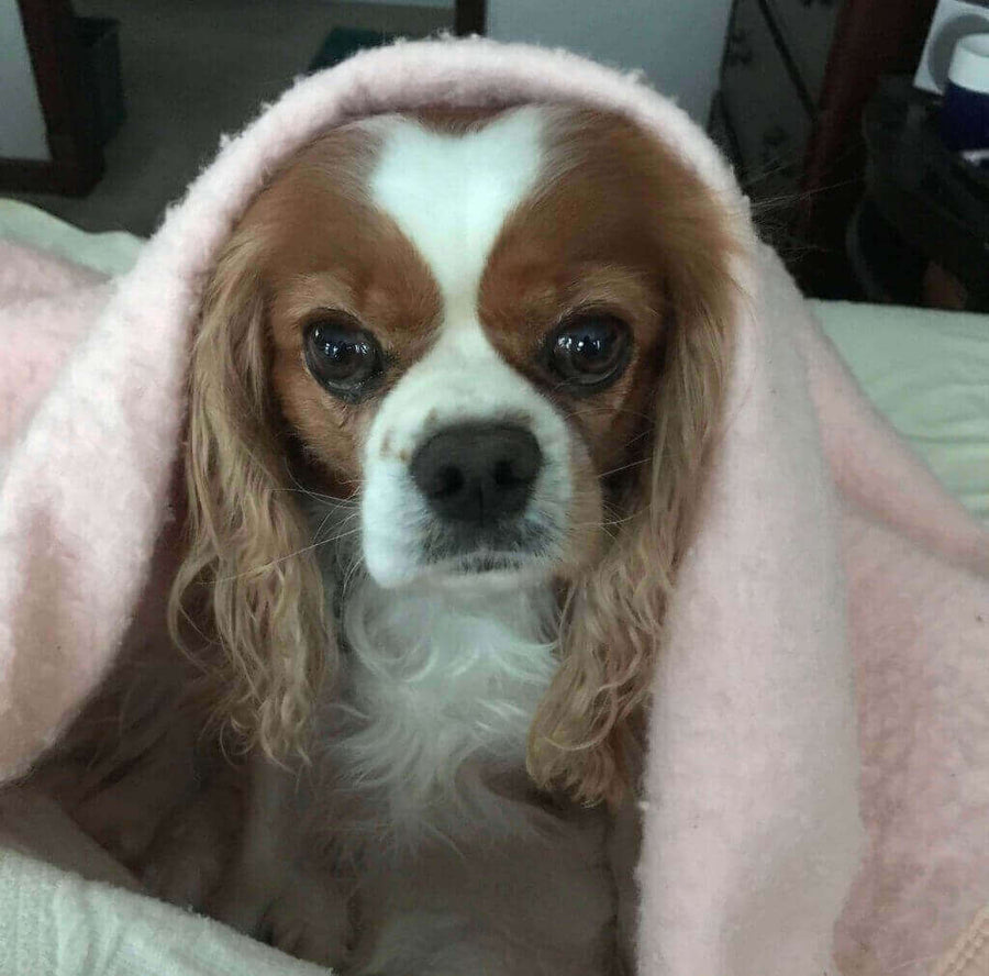 Pawstruck Pet of the Month - Apr '24