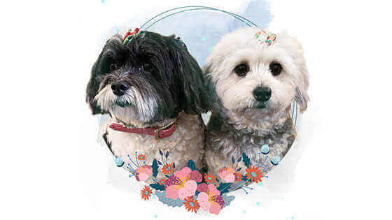 Pawstruck Pet of the Month - Feb '22
