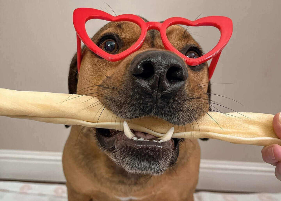 Pawstruck Doggy blog about The Benefits of Collagen for Dogs
