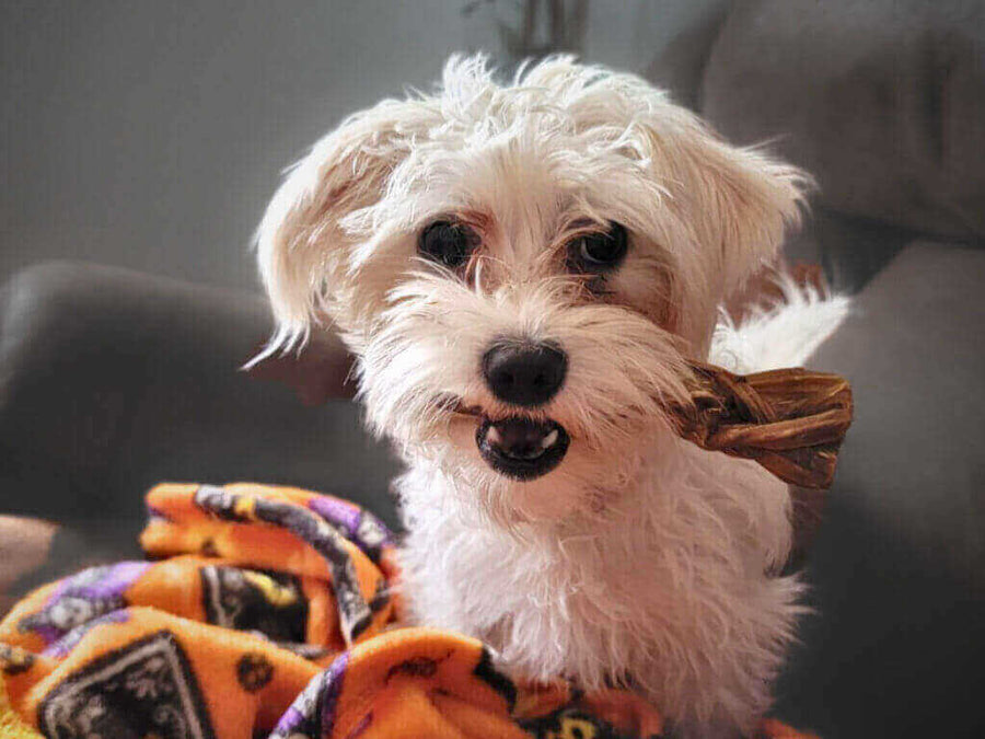 Pawstruck Pet of the Month - May '24
