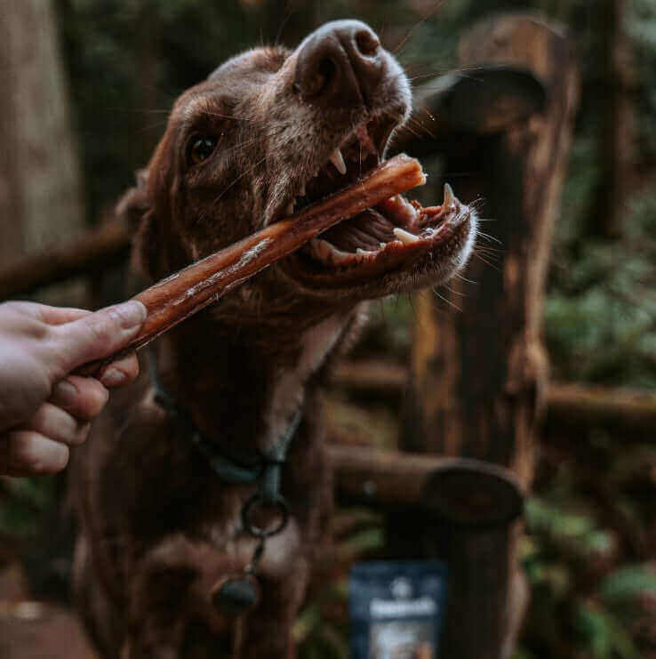 Pawstruck Doggy blog about The Benefits of Bully Sticks for Dogs
