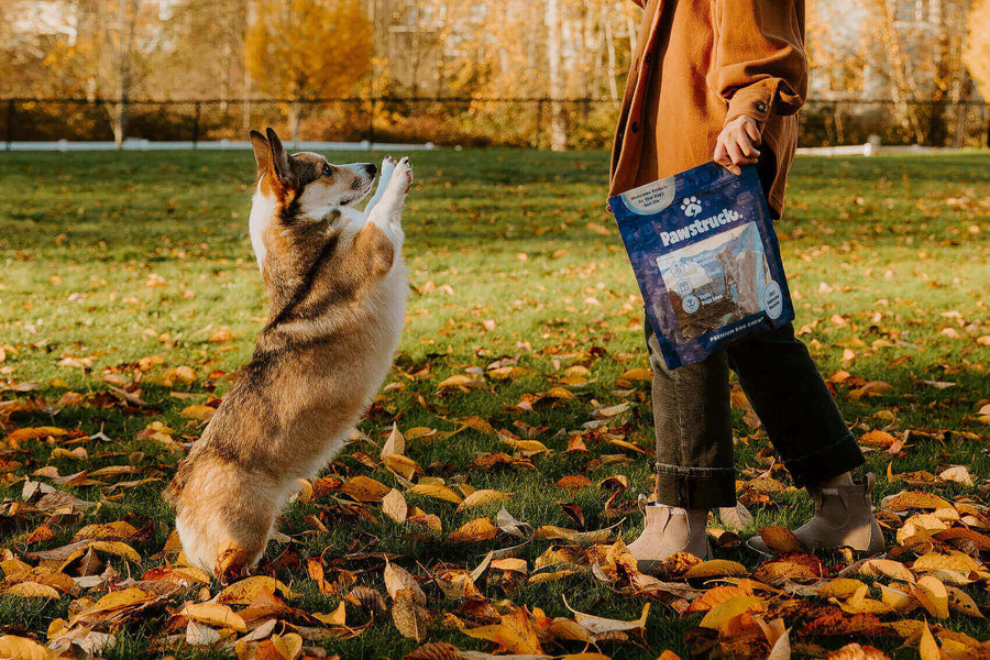 Pawstruck Doggy blog about Why Owning A Dog Is Great For Your Physical Health