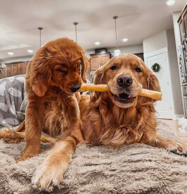 Is Collagen Good for Dogs