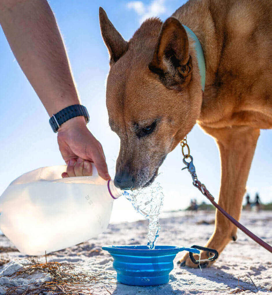 Pawstruck Doggy blog about Beach Must Have and Best Practices