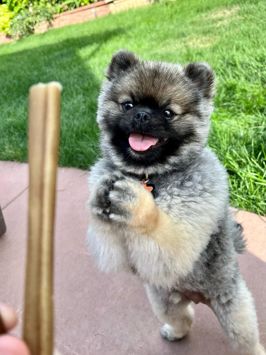 small dog standing on back legs and happy about to receive a collagen treat