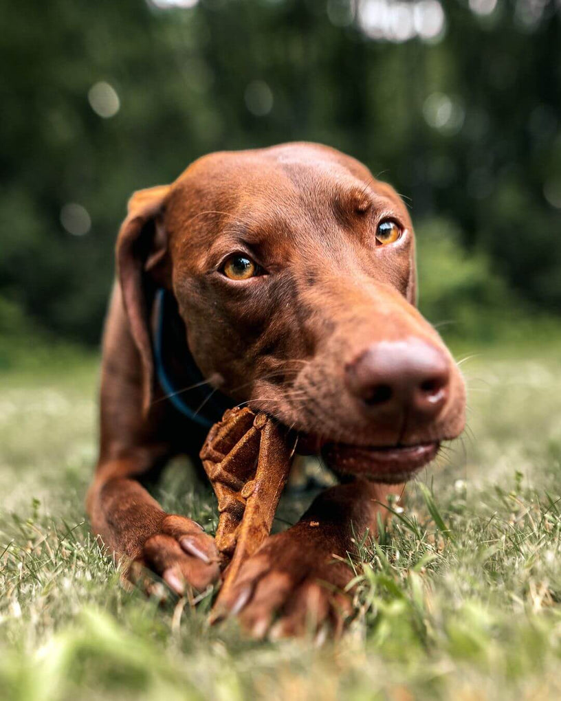Can Dogs Have Raw Pumpkin? Better Ways to Serve Pumpkin to Your Pup