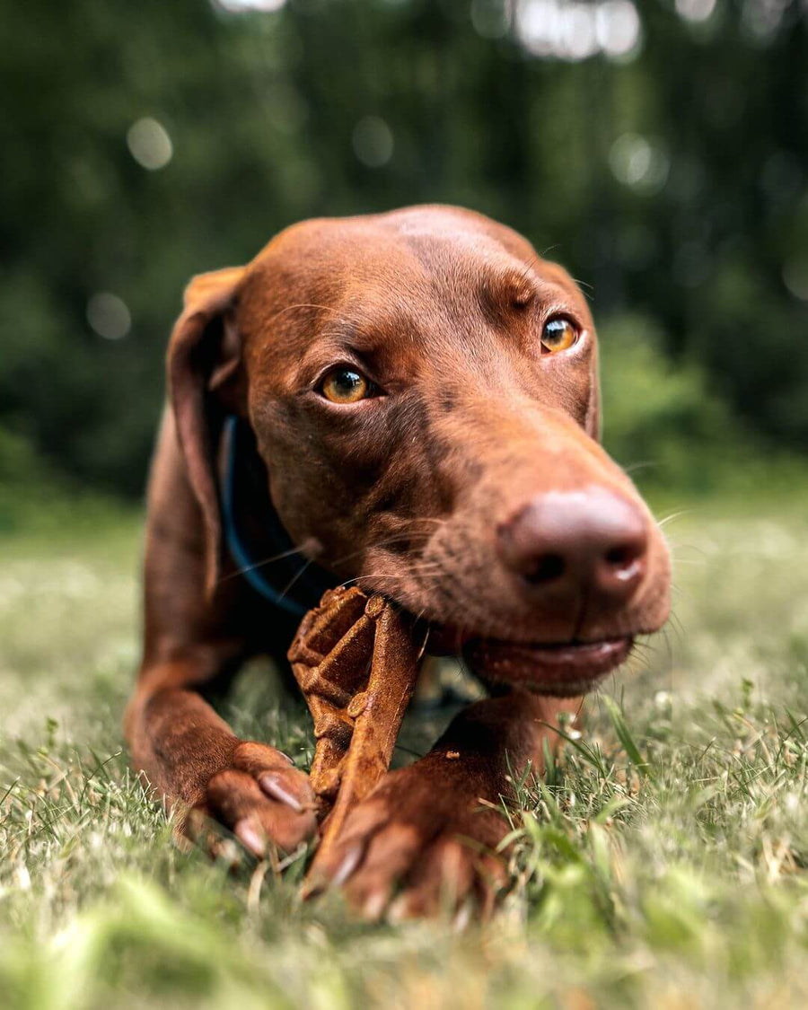 Dog laying in the grass with a Pawstruck dog chew treats in its mouth