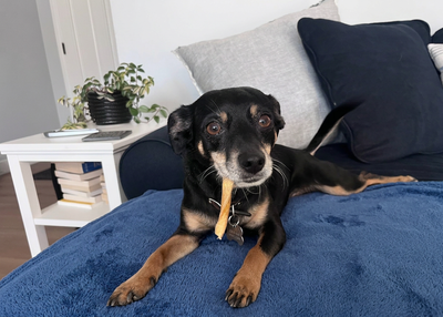 Collagen Sticks vs. Bully Sticks: Which Chew Will Your Dog Love Most?