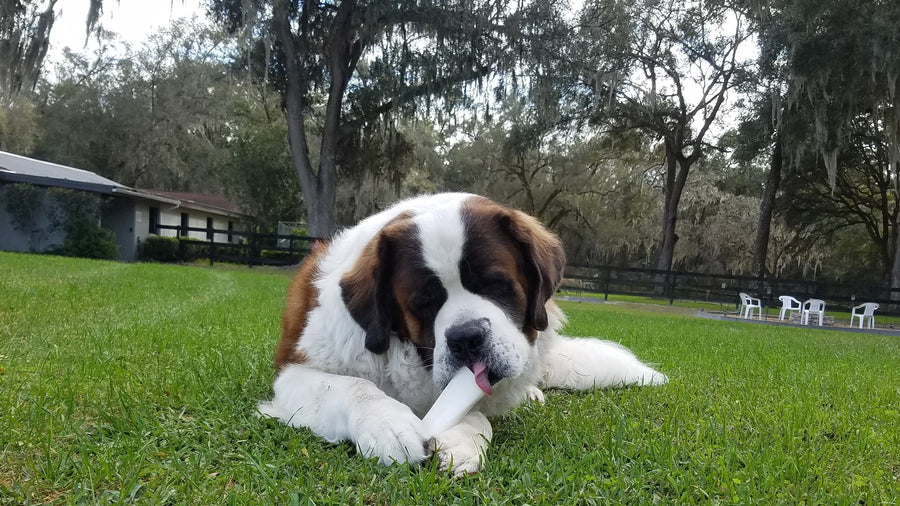 A Large Breed Dog Enjoying Pawstruck Peanut Butter Bones in a grass field setting