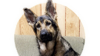 Pet of the Month - June