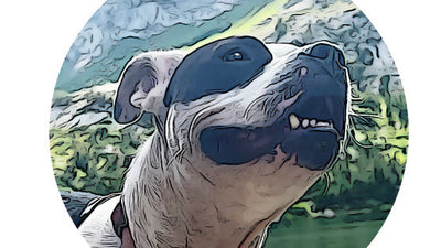 Pet of the Month - August