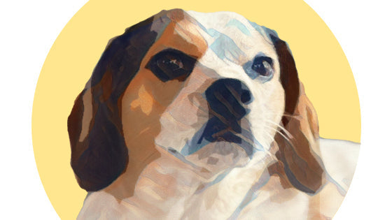 Pawstruck Pet of the Month Portrait - Tater Tot the Beagle Mix