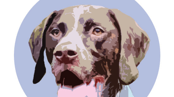 Portrait of Emmitt the German Shorthaired Pointer