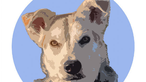 Pet of the Month - August