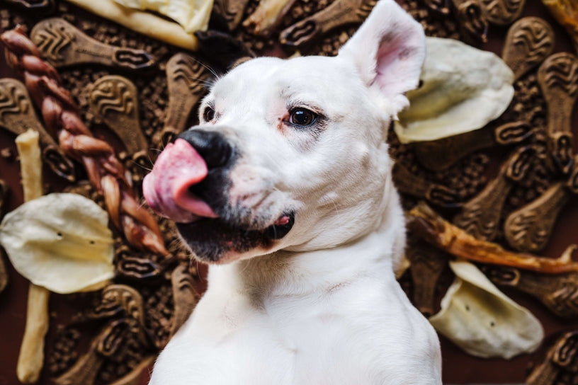 Are Collagen Chews Safe for Dogs?