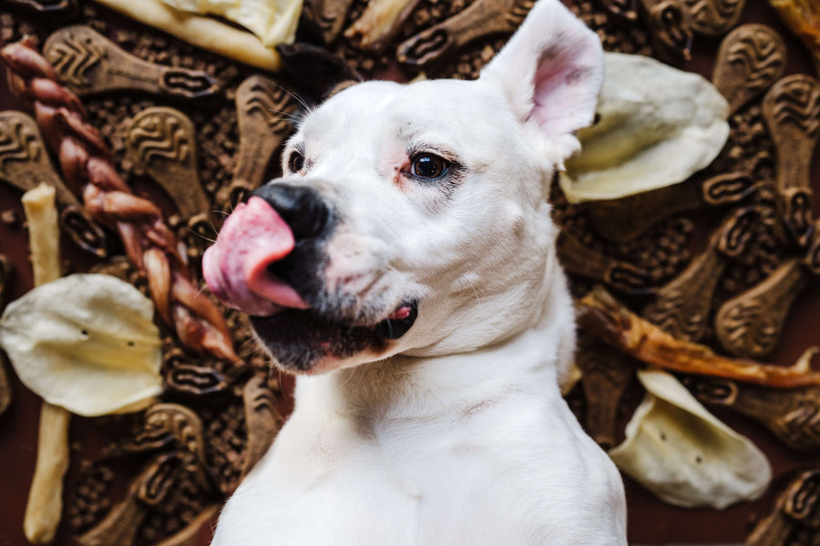 Are Collagen Chews Safe for Dogs?