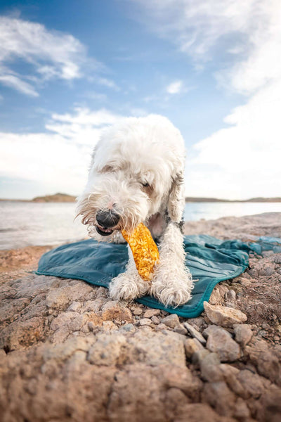 Can Dogs Eat Blueberries? A Tiny Treat With Big Benefits and a Few Rules