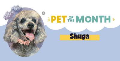 Pet of the Month: November