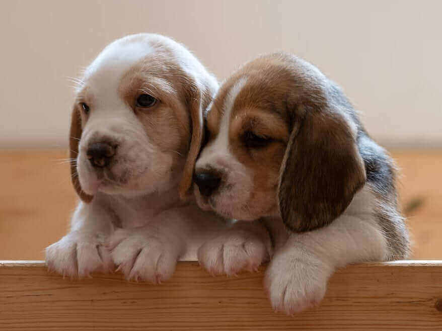 Pawstruck Doggy blog about The Top 10 Cutest Puppy Breeds