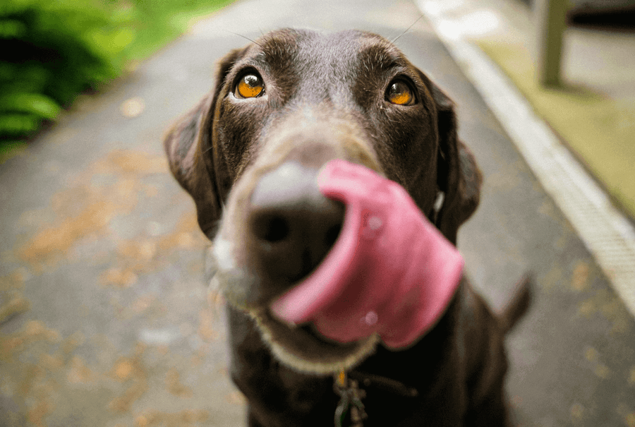 Pawstruck Doggy blog about Is Peanut Butter Safe For Dogs?