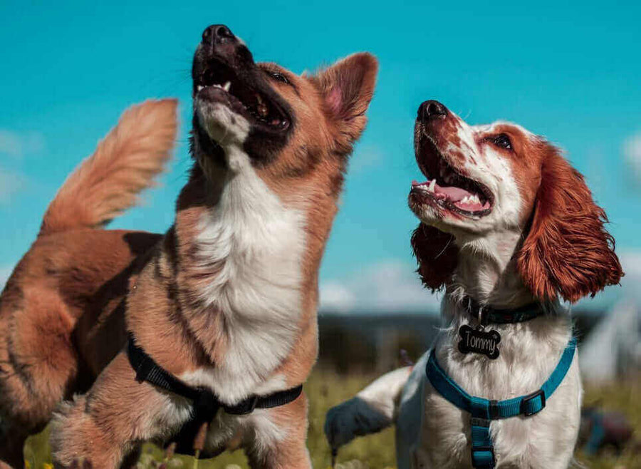 Pawstruck Doggy blog about 25 Dog Breeds From A to Z