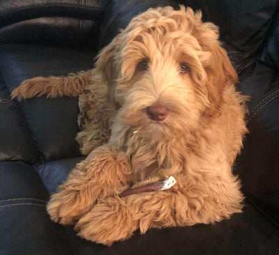 Pet of the Month: September