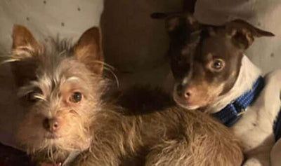 Pets of the Month: March