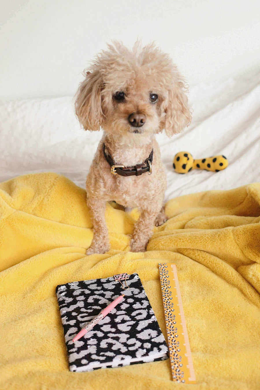 Pawstruck Doggy blog about Can Having a Dog Help You Get Better Grades?