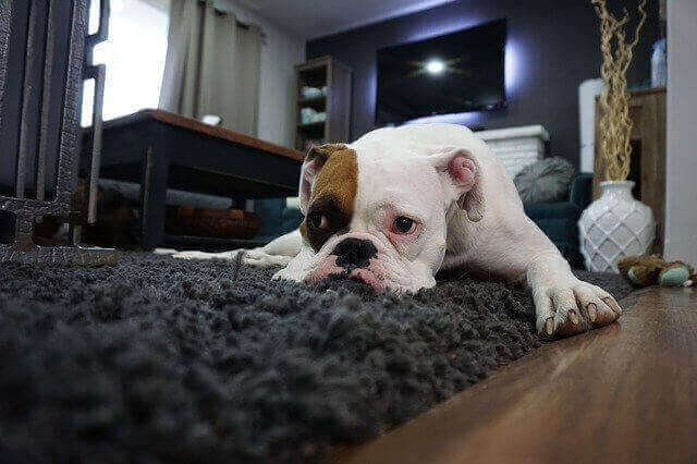 Dogs and Relationship Problems