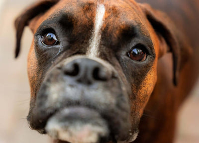 The 10 Best Treats for Boxer Dogs