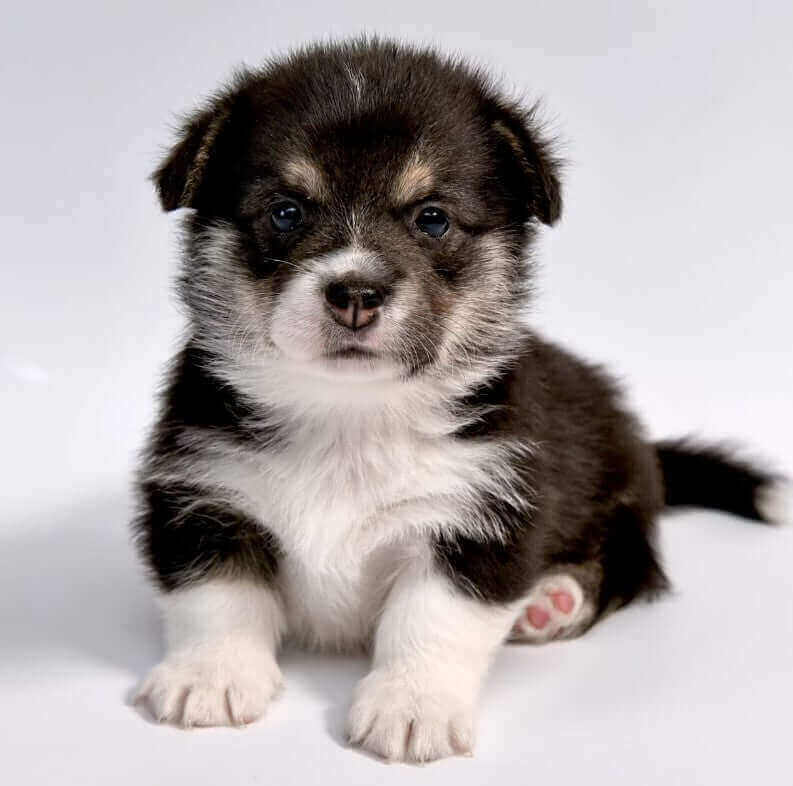 Pawstruck Doggy blog about Top 10 Cutest Large Dog Breeds