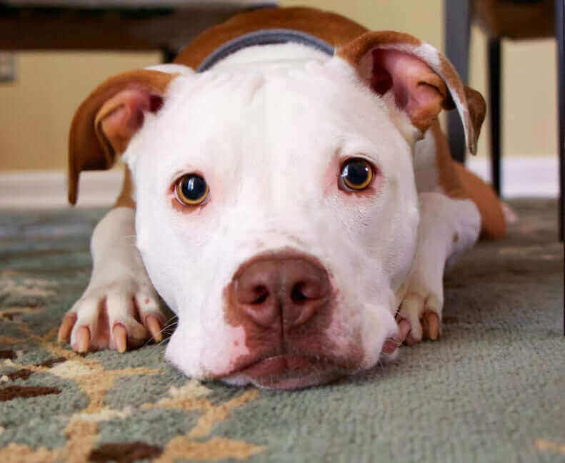 Pawstruck Doggy blog about Dog Behavior Problems: Why Do Dogs Eat Poop & How to Stop Them