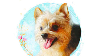 Pet of the Month - February