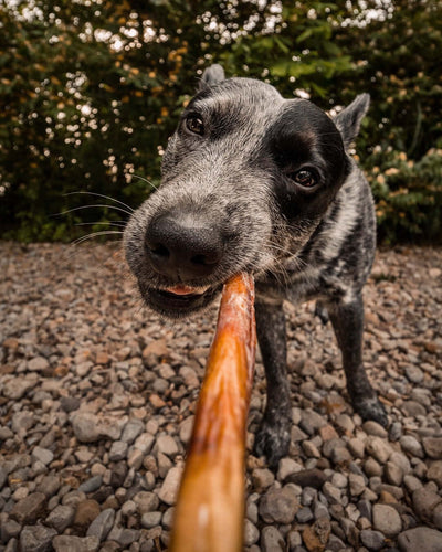 Can Dogs Eat Turkey Bones? Why They’re Dangerous and What Pet Parents Need to Know