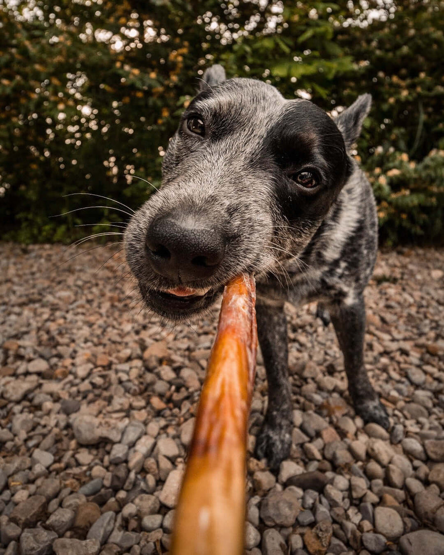 Can Dogs Eat Turkey Bones? Why They’re Dangerous and What Pet Parents Need to Know