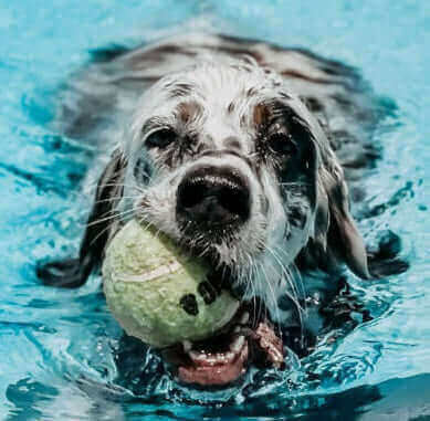 Pawstruck Pet of the Month - Oct '23