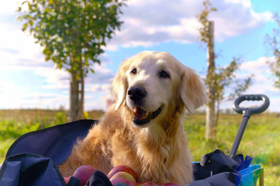 Pawstruck Doggy blog about Are Apples Good for Dogs? Health Benefits of Feeding Fruit to Pets