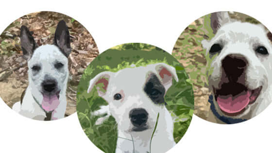 Pet of the Month - July