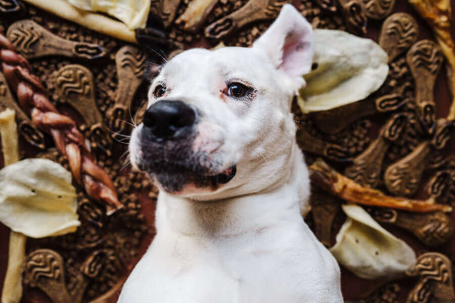 What’s the Deal with Dental Chews and Treats