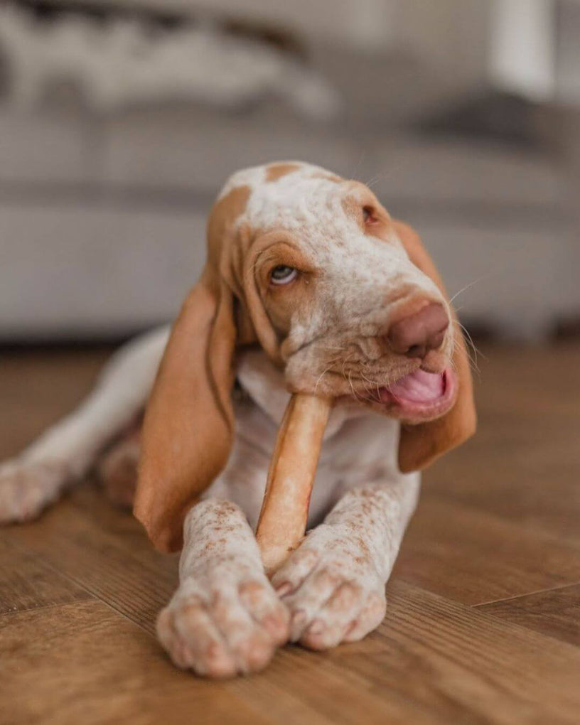 Can Dogs Have Crunchy Peanut Butter? Benefits, Risks, and Safe Serving Tips