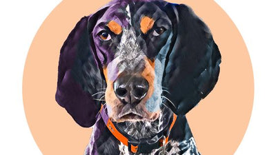 Pawstruck May Pet of the Month, Penny the Bluetick Coonhound