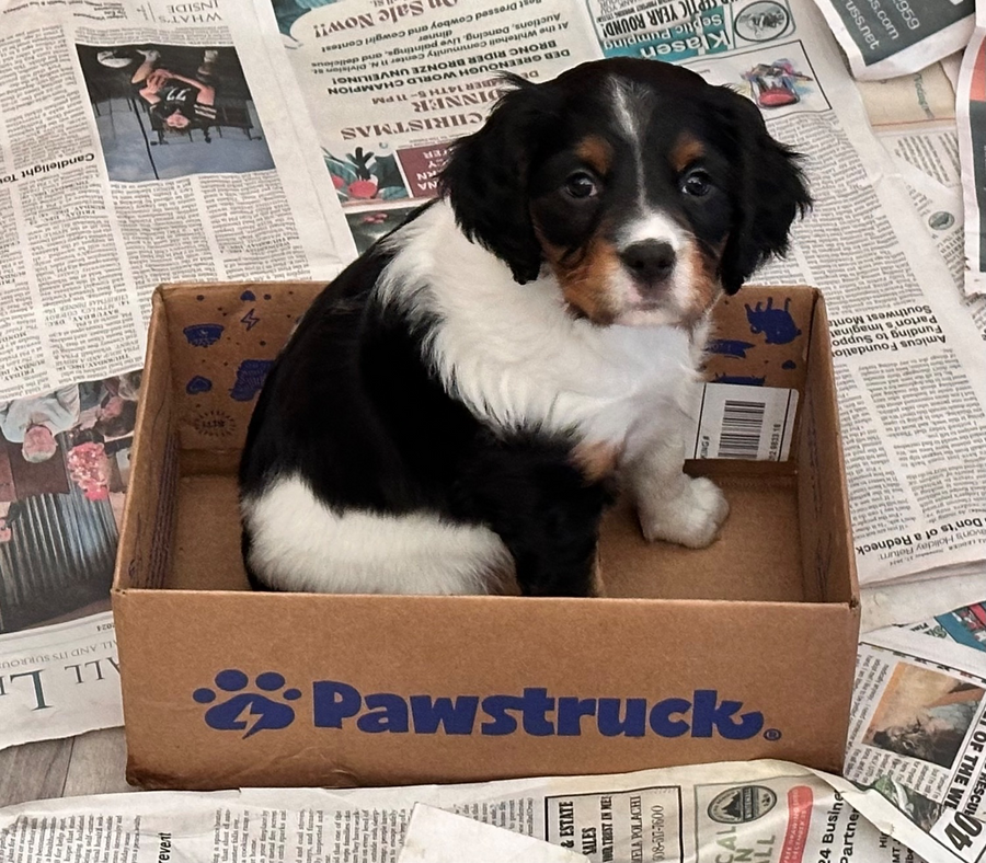 Puppy sitting in a pawstruck box