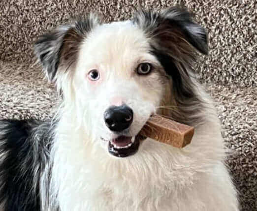 Pawstruck Pet of the Month - Dec '23