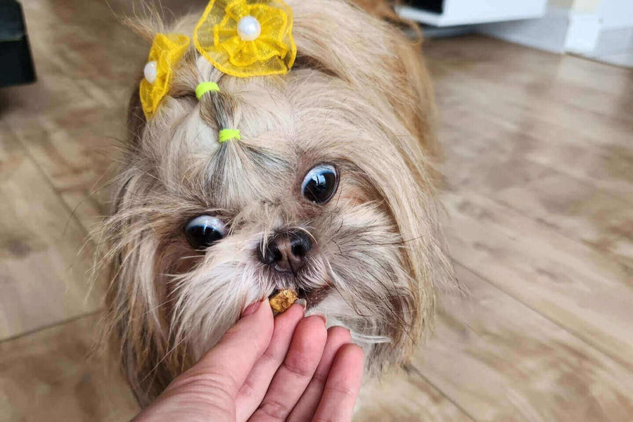 Pawstruck Doggy blog about 5 Interesting Facts You Didn't Know About Your Dog