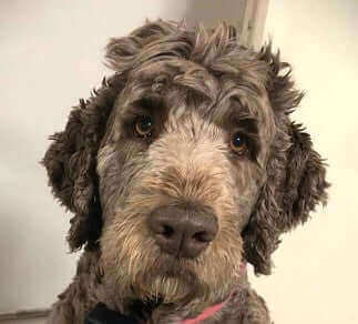 Pets Of The Month: June