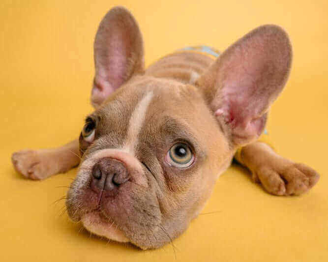 Pawstruck Blog about 10 Best Dog Rawhide Alternatives