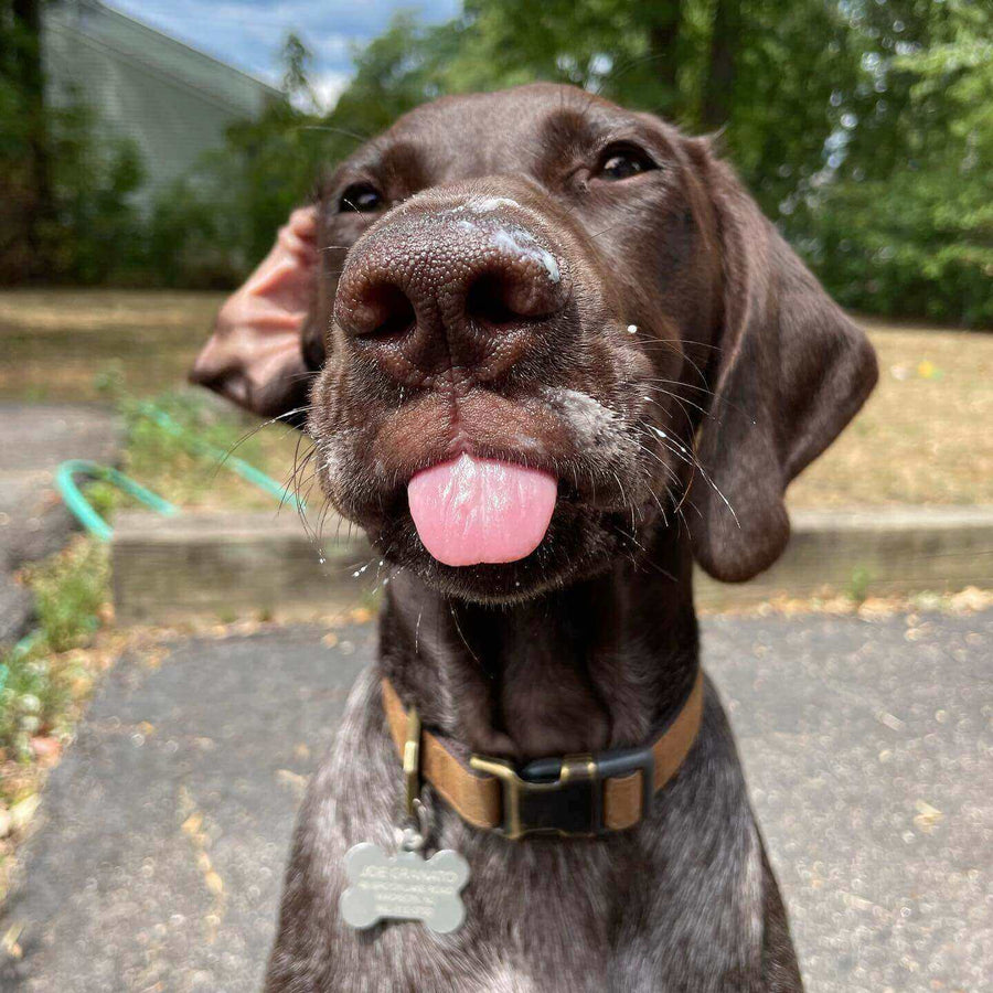 Pawstruck Doggy blog about Is Milk Safe for My Dog?