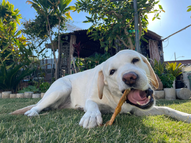 Can Dogs Eat Pork Bones? Safe Feeding Tips and Better Alternatives